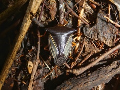 Peromatus