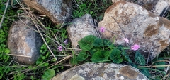 Cyclamen persicum