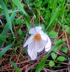 Crocus aleppicus