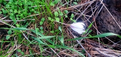 Crocus aleppicus