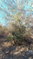 Bonellia macrocarpa