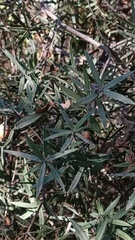 Bonellia macrocarpa