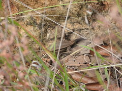 Sceloporus megalepidurus