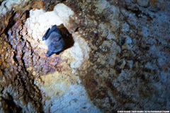 Artibeus jamaicensis