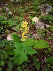 Primula elatior