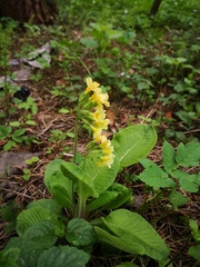 Primula elatior