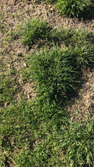 Cenchrus clandestinus