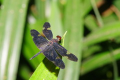 Rhyothemis princeps