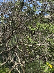 Chrysolampis mosquitus
