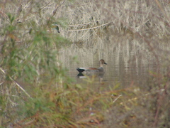 Mareca strepera strepera