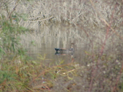 Mareca strepera strepera