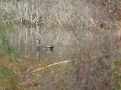 Mareca strepera strepera