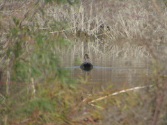 Mareca strepera strepera