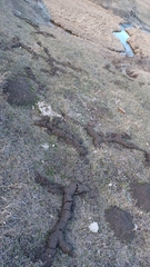 Geomyidae