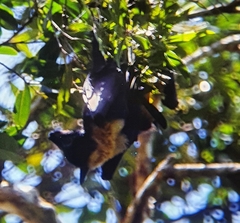 Pteropus conspicillatus