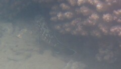 Epinephelus malabaricus