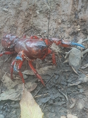 Euastacus woiwuru