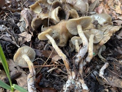 Psilocybe caerulescens