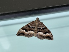 Hydriomena deltoidata