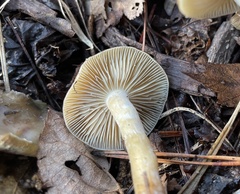 Psilocybe caerulescens