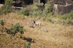 Tragelaphus oryx oryx
