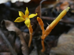 Voyria aphylla