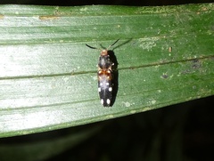 Platycrepidius decimnotatus