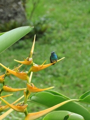 Chalybura buffonii