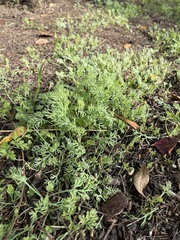 Eschscholzia californica
