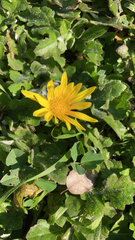 Arctotheca prostrata