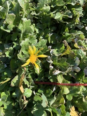 Arctotheca prostrata