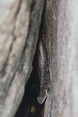 Agamidae