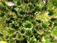 Rosulabryum subtomentosum