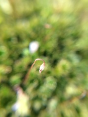 Rosulabryum subtomentosum