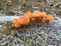 Flammulina