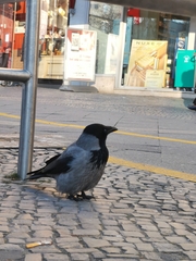 Corvus cornix