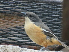 Laniarius ferrugineus