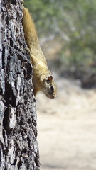 Paraxerus cepapi