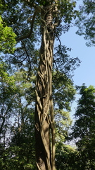 Ficus amplissima