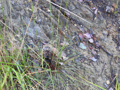 Austrostipa rudis