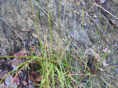 Austrostipa rudis