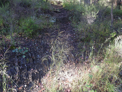 Austrostipa rudis