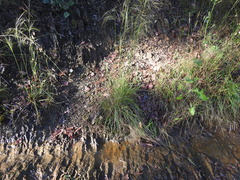 Austrostipa rudis