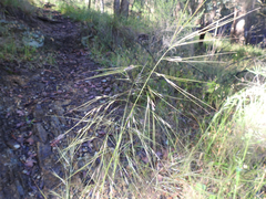 Austrostipa rudis