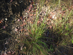 Austrostipa rudis