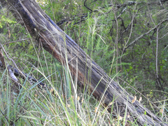 Austrostipa rudis