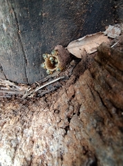 Tetragonisca angustula