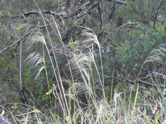 Austrostipa rudis