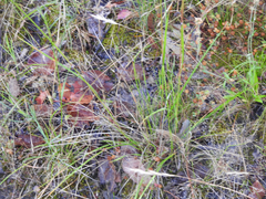 Austrostipa rudis