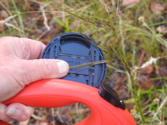 Austrostipa rudis